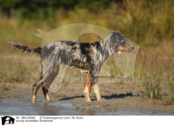 young Australian Shepherd / MK-02060
