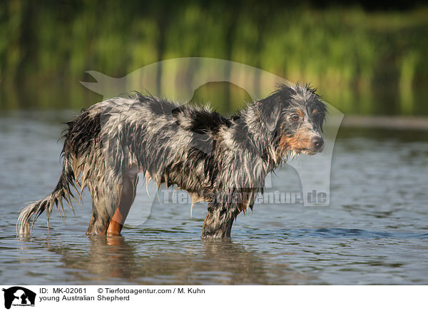 young Australian Shepherd / MK-02061