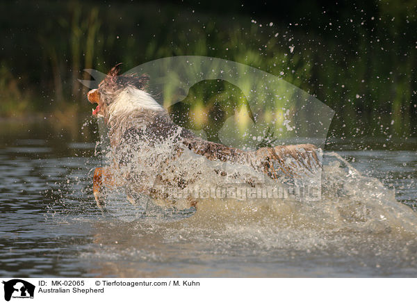 Australian Shepherd / MK-02065