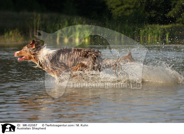 Australian Shepherd / MK-02067