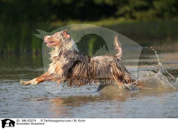 Australian Shepherd / MK-02074