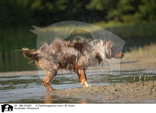 Australian Shepherd / MK-02082