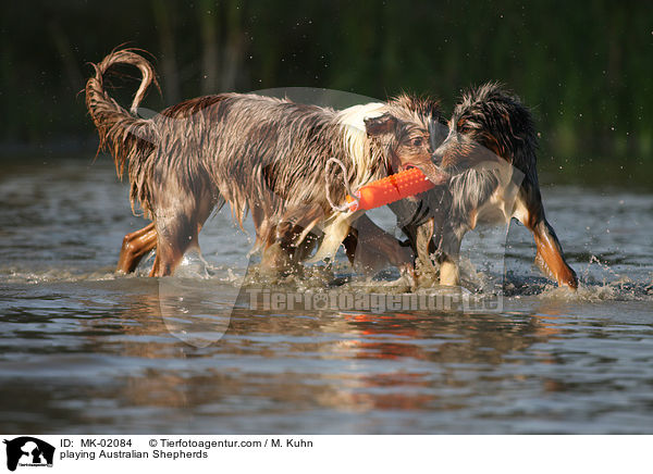 playing Australian Shepherds / MK-02084