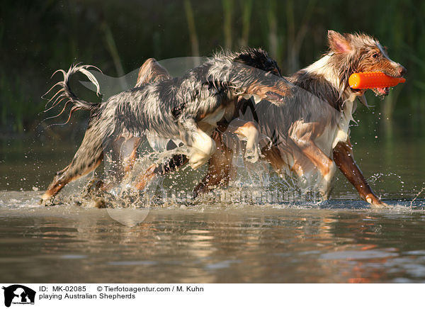 playing Australian Shepherds / MK-02085