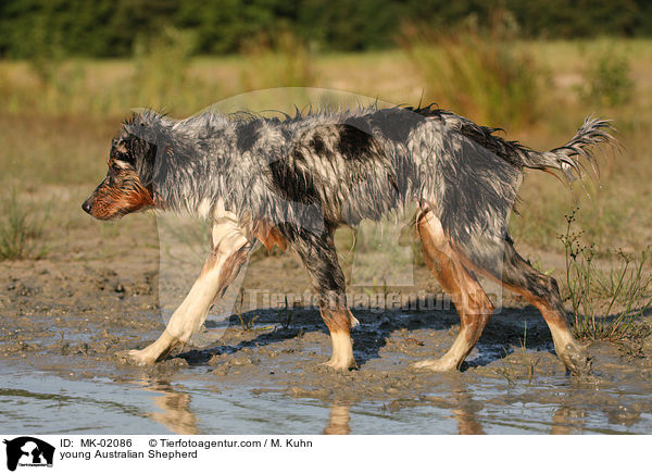 young Australian Shepherd / MK-02086