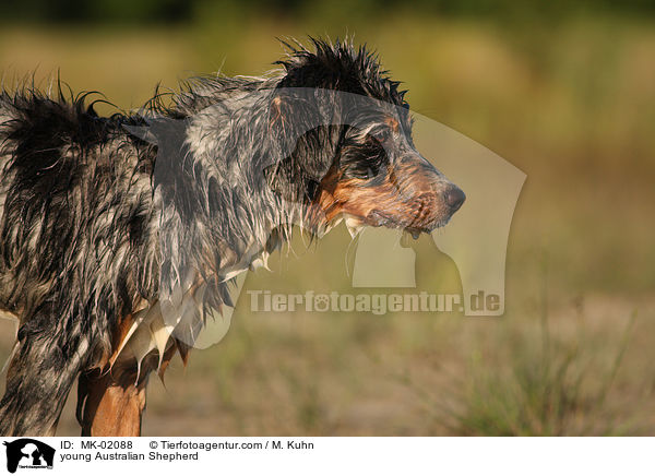 young Australian Shepherd / MK-02088