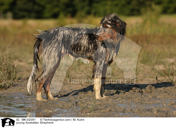 young Australian Shepherd / MK-02091