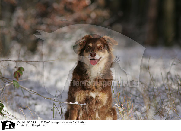Australian Shepherd / KL-02083