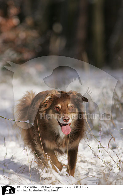 running Australian Shepherd / KL-02084