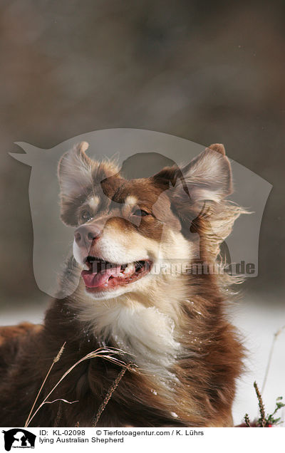 lying Australian Shepherd / KL-02098