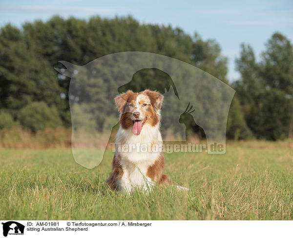 sitting Australian Shepherd / AM-01981