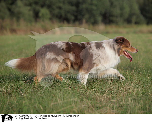 running Australian Shepherd / AM-01984
