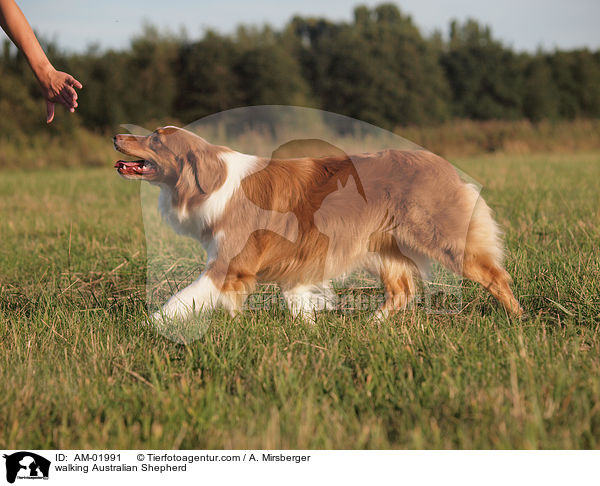 walking Australian Shepherd / AM-01991
