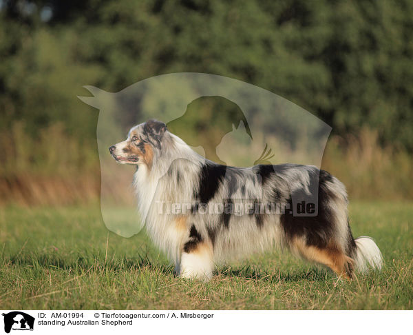 standing Australian Shepherd / AM-01994