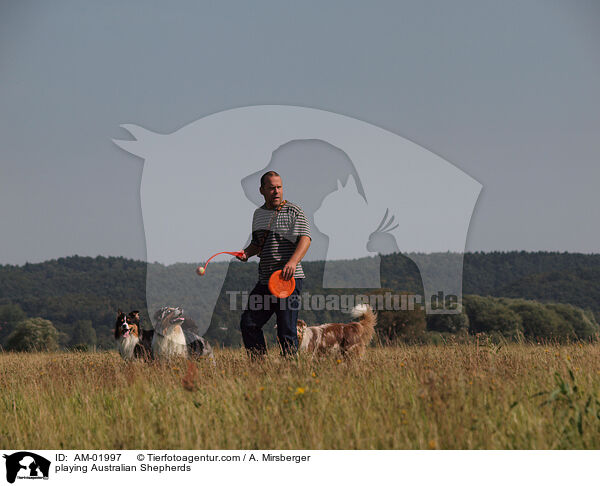 playing Australian Shepherds / AM-01997