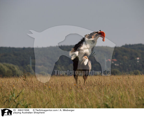 playing Australian Shepherd / AM-01998