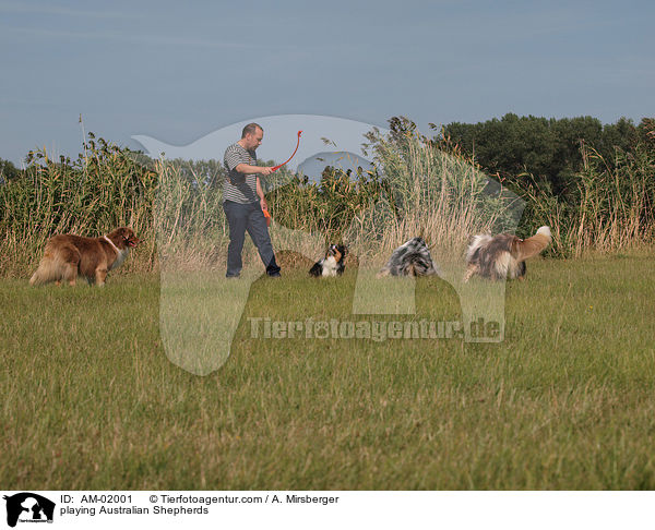 playing Australian Shepherds / AM-02001