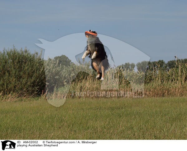 playing Australian Shepherd / AM-02002