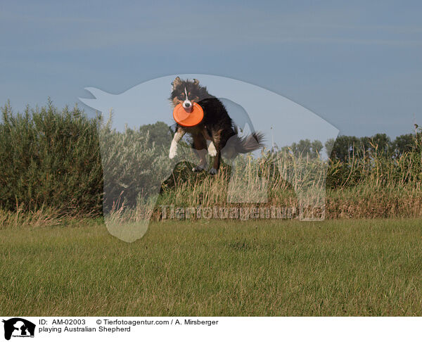 playing Australian Shepherd / AM-02003