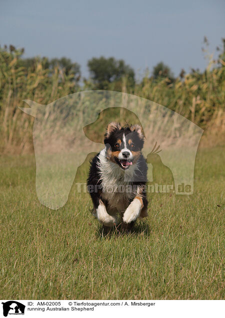 running Australian Shepherd / AM-02005