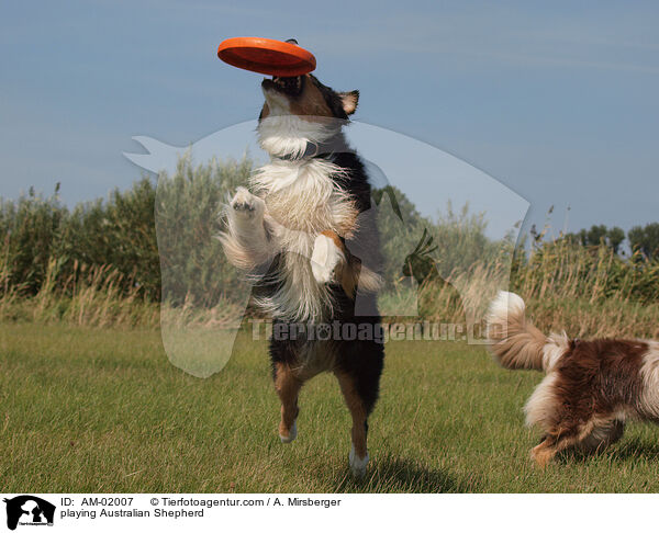 playing Australian Shepherd / AM-02007