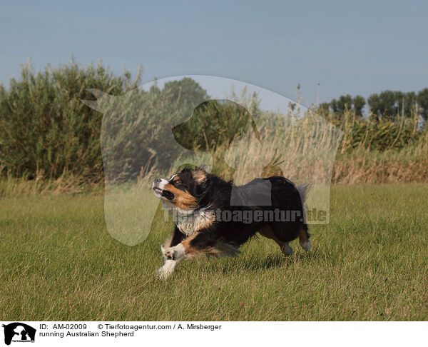 running Australian Shepherd / AM-02009