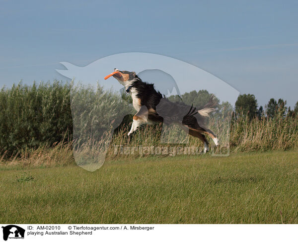 playing Australian Shepherd / AM-02010