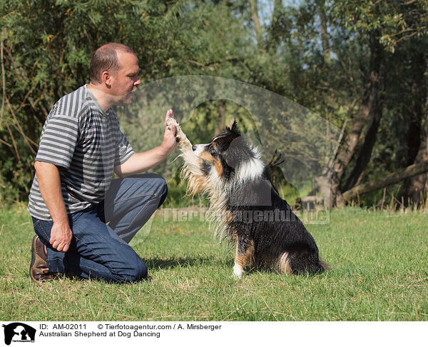 Australian Shepherd at Dog Dancing / AM-02011