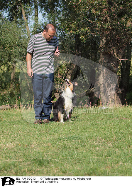 Australian Shepherd at training / AM-02013