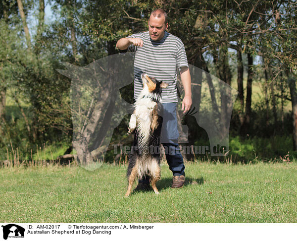 Australian Shepherd at Dog Dancing / AM-02017