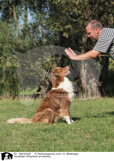 Australian Shepherd at training / AM-02026
