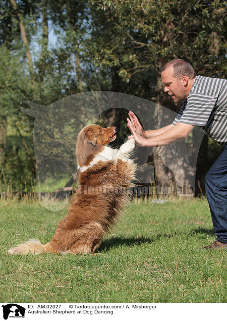 Australian Shepherd at Dog Dancing / AM-02027
