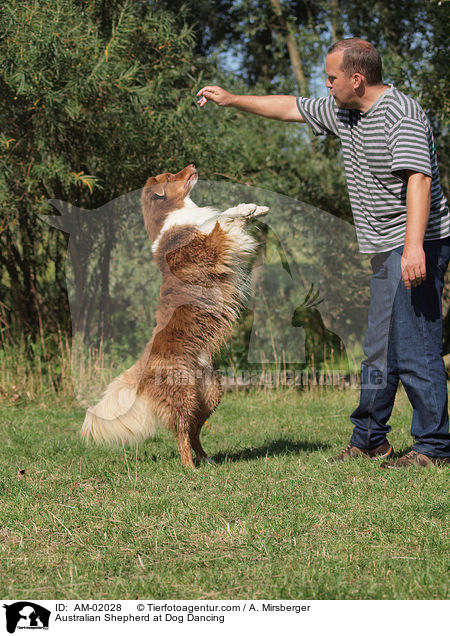 Australian Shepherd at Dog Dancing / AM-02028