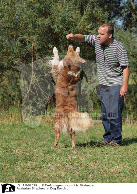Australian Shepherd at Dog Dancing / AM-02029