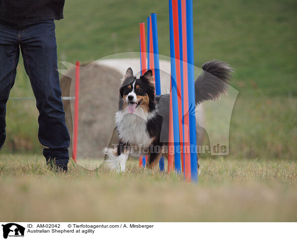 Australian Shepherd at agility / AM-02042