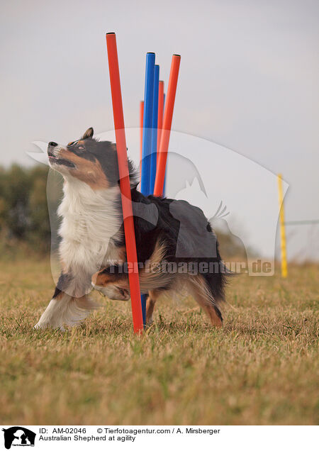 Australian Shepherd beim Agility / Australian Shepherd at agility / AM-02046