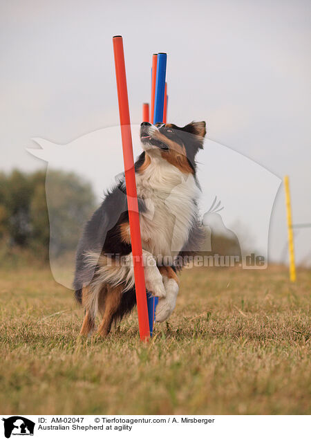 Australian Shepherd beim Agility / Australian Shepherd at agility / AM-02047