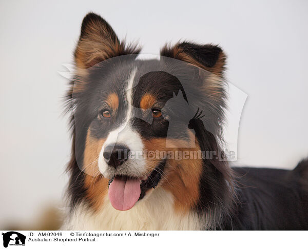 Australian Shepherd Portrait / AM-02049