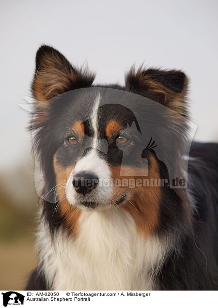 Australian Shepherd Portrait / AM-02050