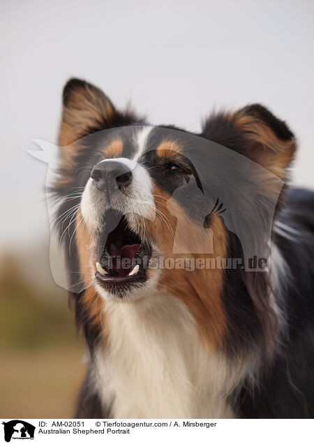 Australian Shepherd Portrait / AM-02051