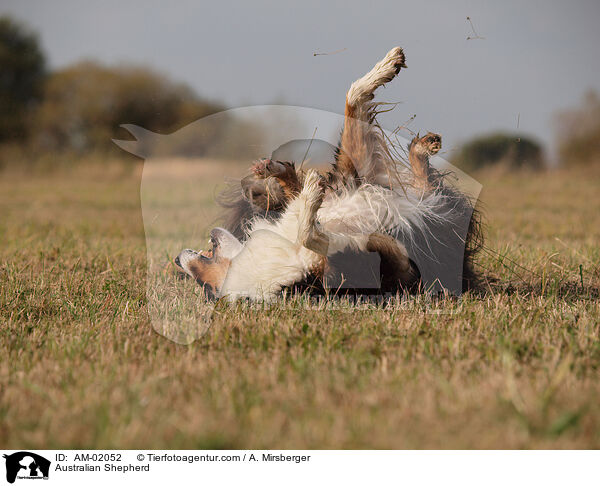 Australian Shepherd / AM-02052