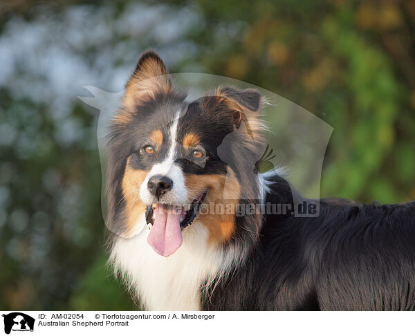 Australian Shepherd Portrait / AM-02054