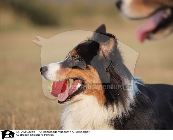 Australian Shepherd Portrait / AM-02055