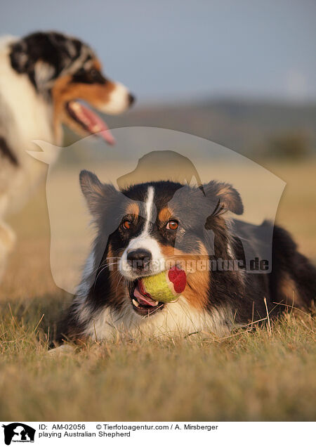 playing Australian Shepherd / AM-02056