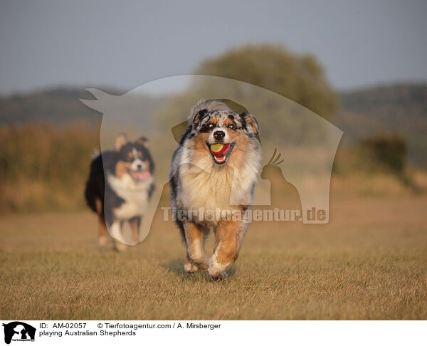 playing Australian Shepherds / AM-02057