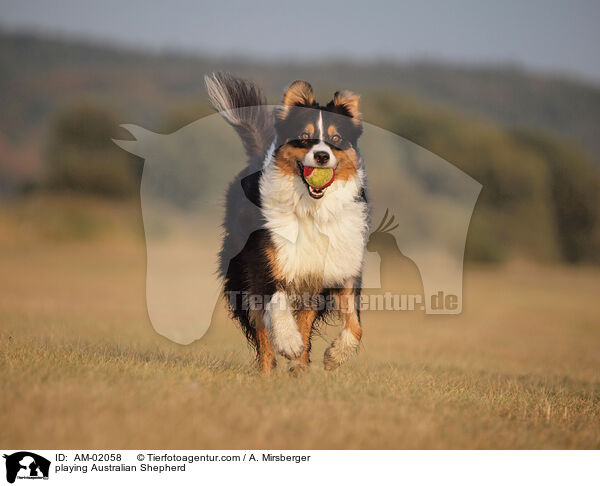 playing Australian Shepherd / AM-02058
