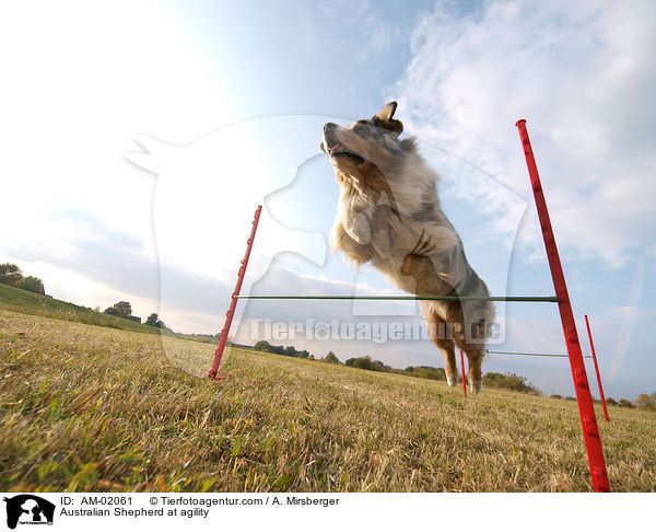 Australian Shepherd at agility / AM-02061