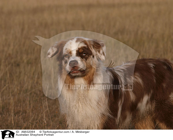 Australian Shepherd Portrait / AM-02064