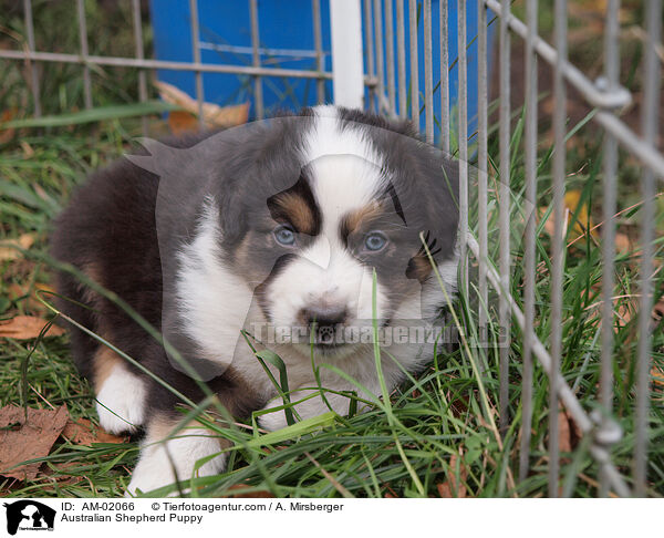 Australian Shepherd Puppy / AM-02066