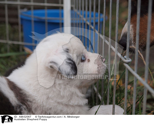 Australian Shepherd Puppy / AM-02067